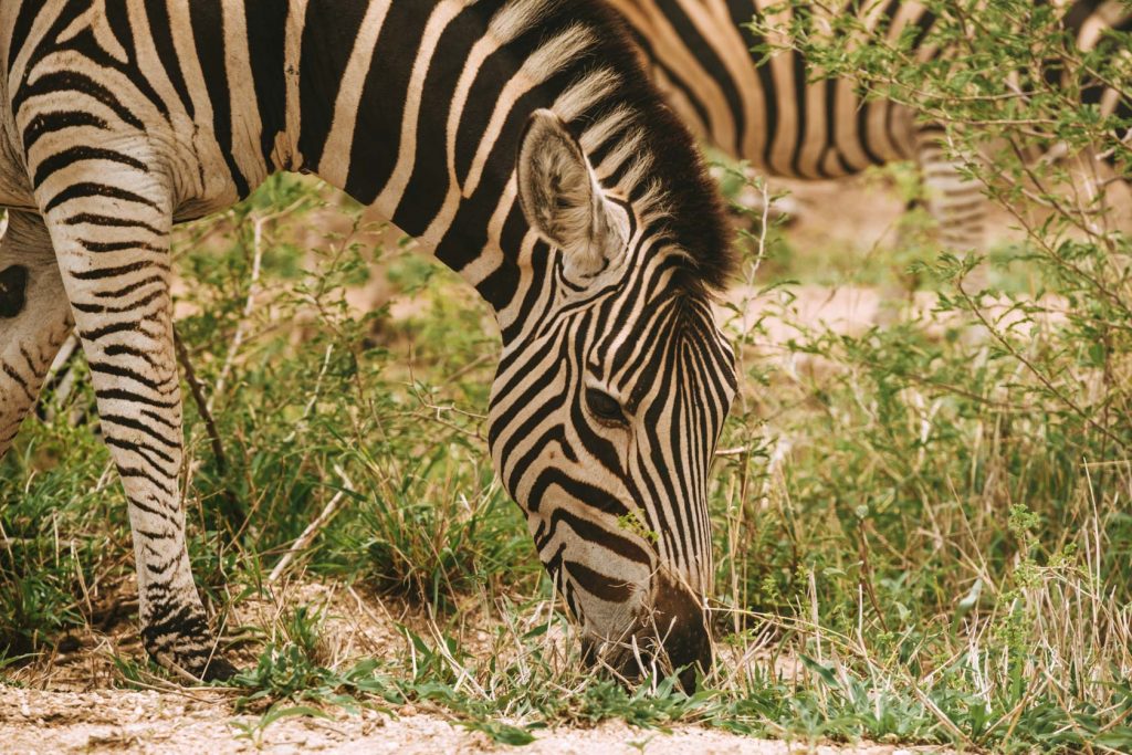 Zebra, photo taken with the Fuji 50-140 lens
