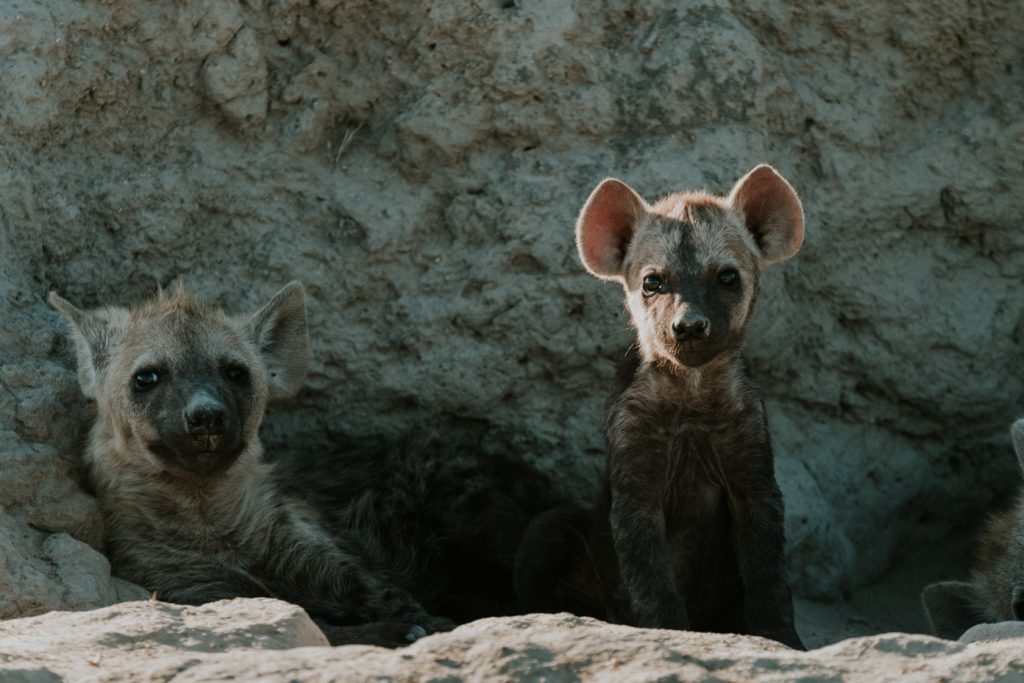 Baby hyena, taken with the Fuji 50-140 lens