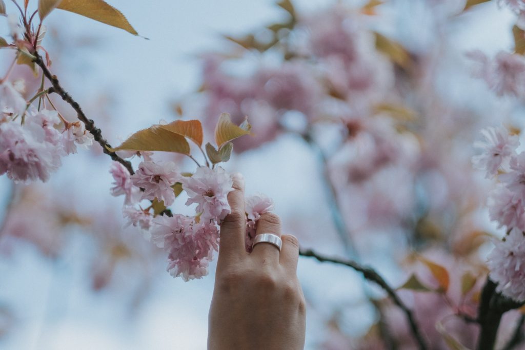 Cherry blossoms taken with the Fuji 56mm f1.2